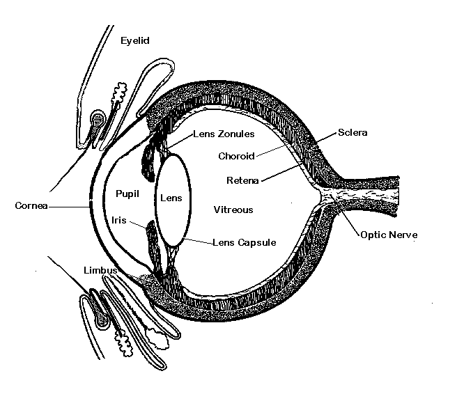 {Cross section of a canie eye}