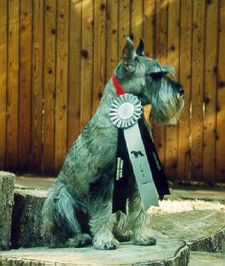{Aaron earned his Canine Good Citizen (CGC) at the 2001 National Specialty.}