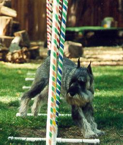 {And this little Schnauzer went weave weave weave all the way home.}