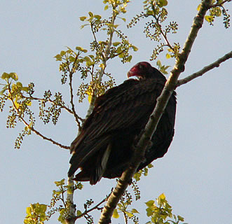 {vulture in back tree}