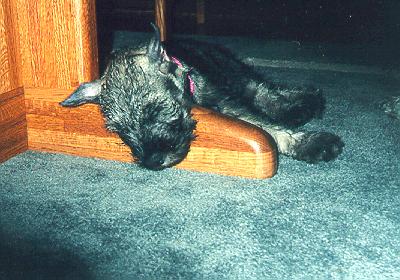 {Sleepy Miss Pink - there is a picture of Aaron as a puppy just like this.}