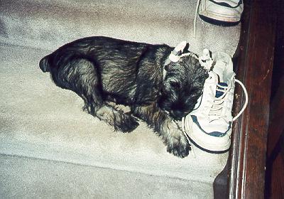 {Miss Pink resting on Roy's shoe.}