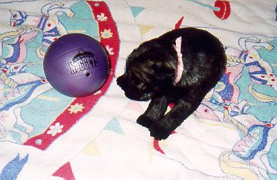 {Miss Pink 'eyeing' the ball.}
