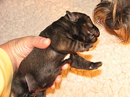 3 days old