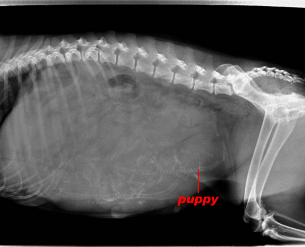 {X-ray at Brighton Animal Clinic.}