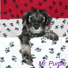 {Mr. Purple}