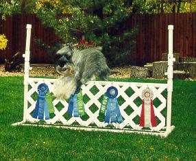 {Novice Agility title and 3 first placements! Aug. 2001}